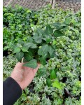 Темно-зелене листя плюща звичайного
